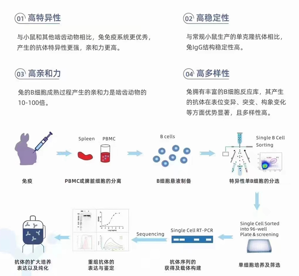 Latest company case about Rapid aqueous adjuvant